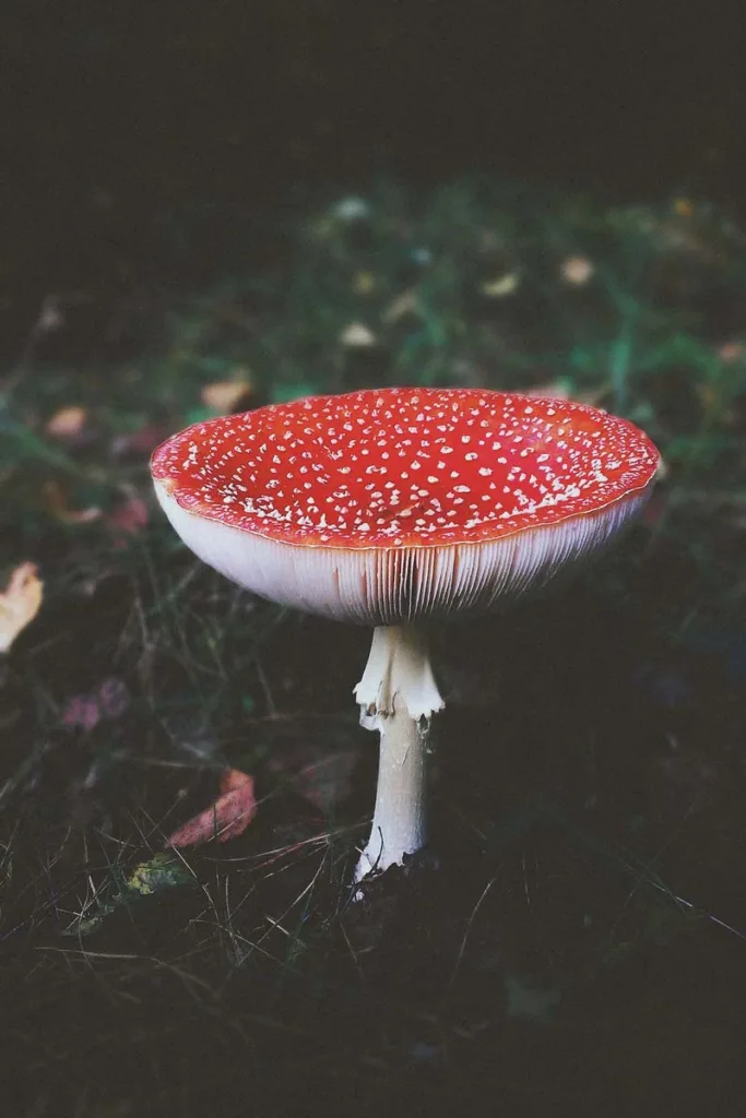 Image of Amanita mushrooms emphasizes distinct appearance and potential toxicity.