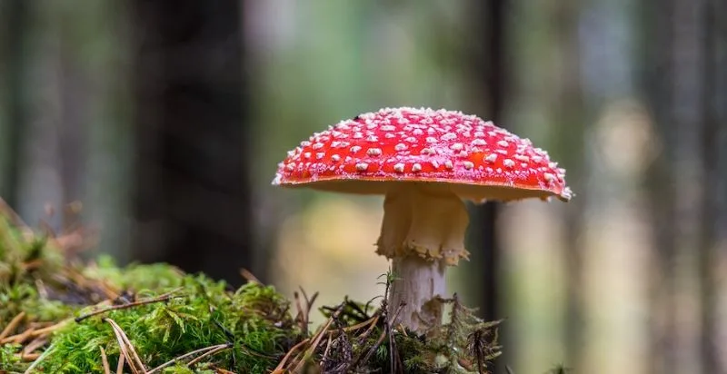 Highlighting toxic mushroom species, emphasizing identification and safety.