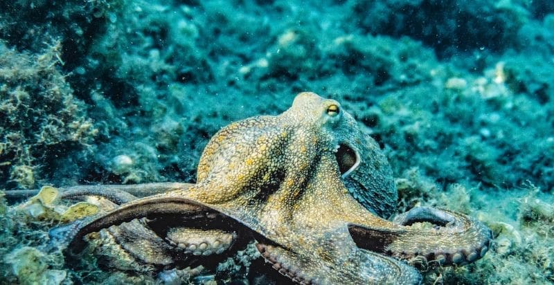 Octopus swimming off UK coast showcases diverse marine life.