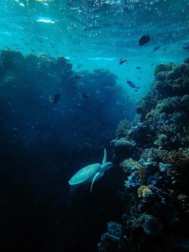 Sea turtle swimming with mushrooms in background symbolizes ecosystem harmony.