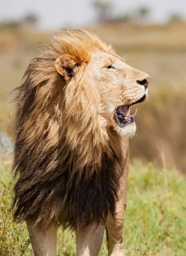 Realistic lion roaring, symbolizing powerful nature of Lion's Mane mushrooms.